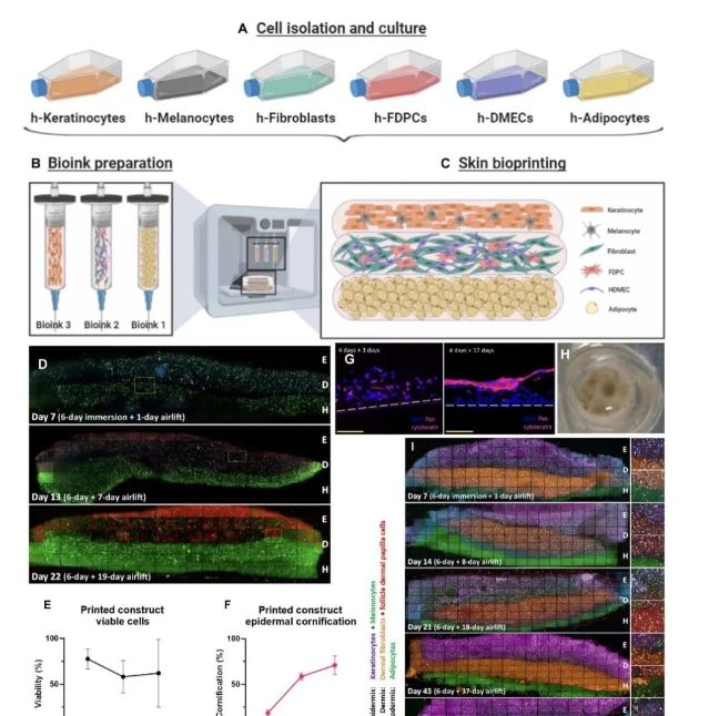 生物3D打印人類皮膚，同時打印6種細胞極為罕見，“數量”也是一種創新