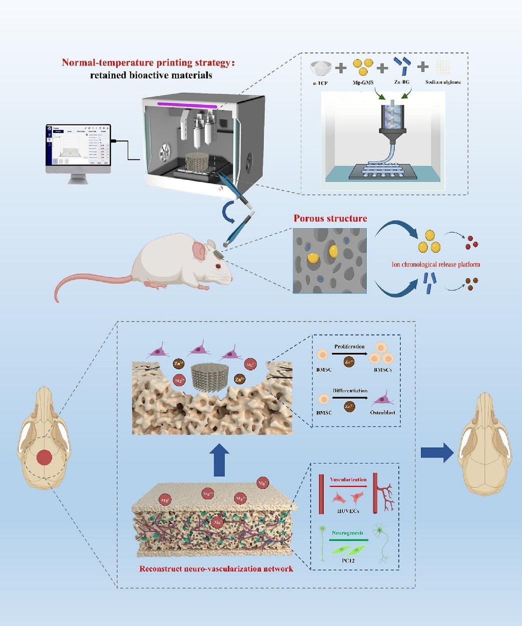 Chemical Engineering Journal 3D打印雙離子時序釋放平臺促骨缺損中神經-血管網絡重建