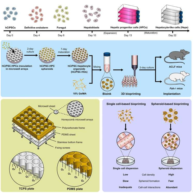 GUT|清華機械系生物制造中心團隊龐媛副研究員、孫偉教授課題組合作發表“生物3D打印肝類器官用于肝衰竭治療研究